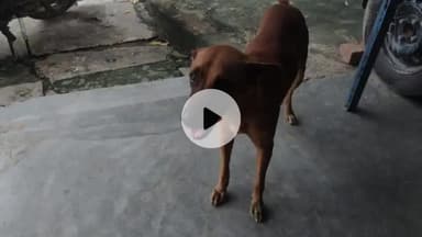 राजातालाब: वाराणसी के लालपुर चट्टी मार्केट में कुत्ते ने कई लोगों को काटा, बाजार में दहशत का माहौल