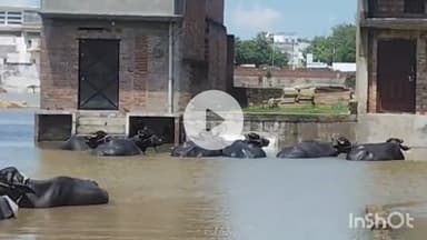 शाहजहांपुर: खन्नौत उफान पर, खतरे के निशान से बस 15 सेमी नीचे; ख्वाजा फिरोज मोहल्ले में जलभराव, लोग घर छोड़कर पलायन को मजबूर