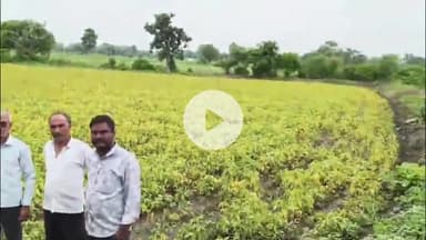 जावरा: ग्राम रिंगनोद में सरपंच, ग्राम सेवक और किसान खेतों में सोयाबीन की फसल में नुकसान का जायजा लेने पहुंचे