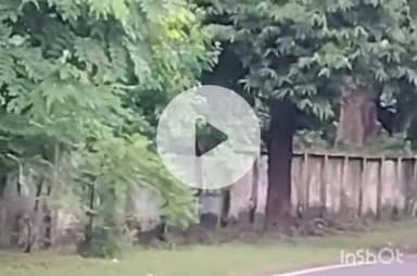 हरिद्वार: BHEL में HRDC सेंटर के पास सड़क पर गुलदार दिखाई दिया, लोगों में दहशत, वन विभाग हुआ अलर्ट