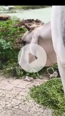 ब्रज की गौ सेवा – राधा कृष्ण की सबसे बड़ी सेवा"
#Braj #GauSeva #Vrindavan #Spiritual #RadheRadhe#@