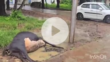 कोतमा: बिजुरी में करंट लगने से गाय की मौत