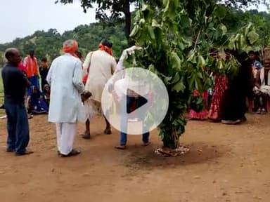 चटनिया पंचायत के आदिवासी टोला में कर्म बाबा के पूजा धूम धाम से हो रहा है