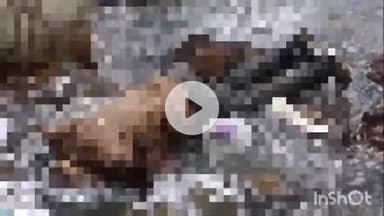 दुर्ग: सेक्टर-7 गैरेज रोड के पास नाले में मिला अज्ञात व्यक्ति का शव, जांच जारी