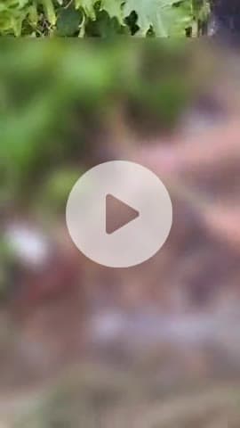 जगाधरी: प्रतापनगर में यमुना बाढ़ में बहे दो युवकों में से एक का शव बेलगढ़ यमुना से बरामद