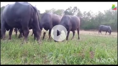 कलान: आठ लोगों पर 9 भैंसों की चोरी का आरोप, कलान पुलिस ने दर्ज की रिपोर्ट