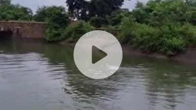 झांसी: राजघाट नहर में डूबी गाय को ग्रामीणों ने कड़ी मशक्कत के बाद बाहर निकाला, वीडियो हुआ वायरल