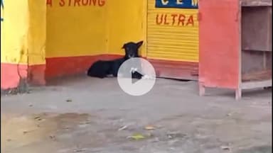 नौगावां सादात: नौगांवा तहसील क्षेत्र में कुत्तों का आतंक, लोग परेशान, मासूम बच्चों पर कर रहे हैं हमले