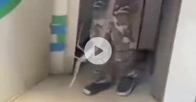 पटना ग्रामीण: पटना सिटी: SBI के ATM से निकला 5 फीट लंबा गेहूंमन सांप, पकड़ने के लिए करनी पड़ी मशक्कत