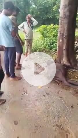 करछना: मेड़रा गांव में आकाशीय बिजली गिरने से एक बेजुबान जानवर की हुई मौत, मची अफरा-तफरी