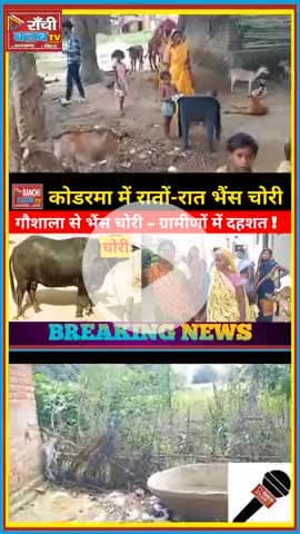 कोडरमा में रातों-रात भैंस चोरी 🐃 | मरचोई गाँव से गौशाला से गायब | Koderma Breaking News 2025

#Koderma #BhainsChori