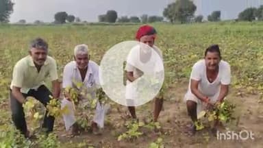 मेड़ता: मेड़ता क्षेत्र के गांवों में लगातार हो रही बारिश से फसलें हुई खराब