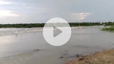 बाड़मेर: बाड़मेर के भाटाला में एक युवक लूनी नदी में बह गया, रेस्क्यू ऑपरेशन जारी है