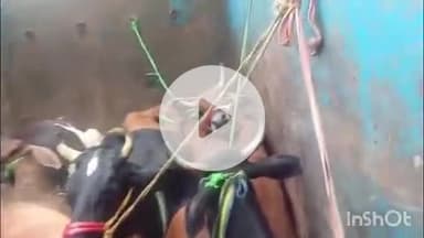 हिरणपुर: थाना क्षेत्र के सिलकुट्टी के पास पुलिस ने मवेशी लदी एक पिकअप वैन को किया ज़ब्त