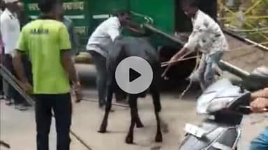 बासोदा: गंजबासौदा नगरपालिका का अभियान: सड़कों से पशुओं को हटाया गया