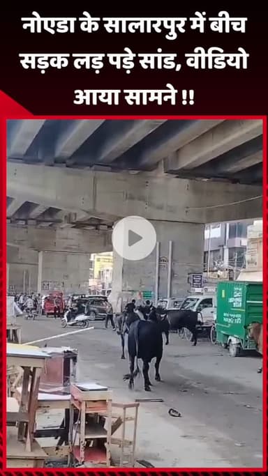 गौतम बुद्ध नगर: नोएडा के सालारपुर में बीच सड़क पर लड़ पड़े सांड, वीडियो आया सामने
