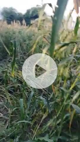 सूअरों ने फसलों को उजाड़ दिया है