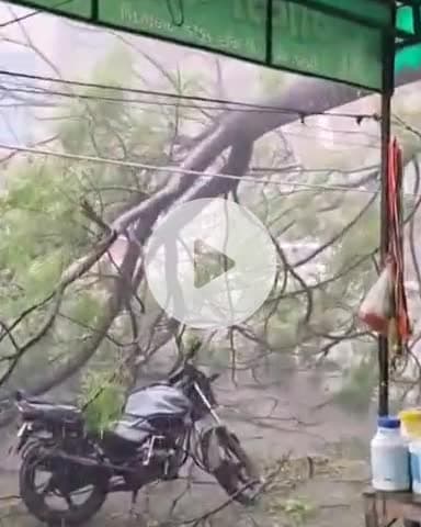 जगाधरी: गुलाब नगर रोड पर सड़क किनारे खड़ी मोटरसाइकिल पर गिरा पेड़, टला हादसा