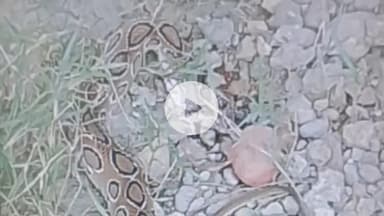 झांसी: रौवनपुरा गांव में युवक को खेत पर रसेल वाइपर सांप ने काटा, इलाज के दौरान झांसी मेडिकल कॉलेज में हुई मौत