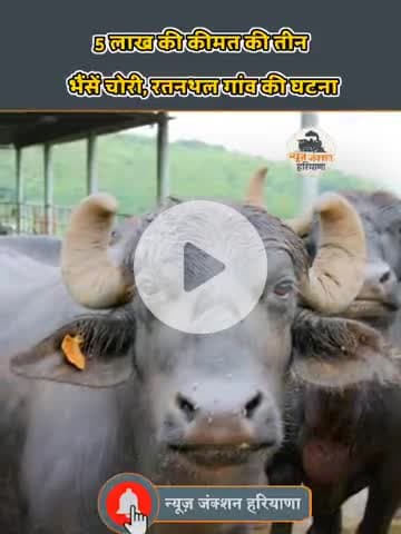 रेवाड़ी में 5 लाख की कीमत की भैंसें चोरी देखें पूरी घटना Rewari Breaking News | Rewari News #NJH