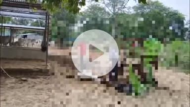 करनैलगंज: करनैलगंज के उल्लहा गौशाला में एक गौवंश मृत, दो बीमार, प्रशासन ने पहुंचाया चारा