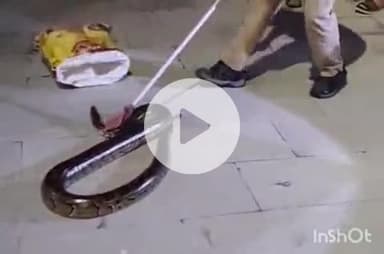 हरिद्वार: शिवमूर्ति के पास काली कमली धर्मशाला में अजगर निकलने से मचा हड़कंप, वन विभाग ने किया रेस्क्यू