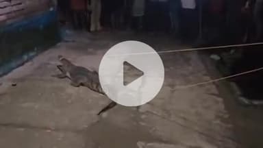 बीसलपुर: गजरौला में नदी से निकालकर मानव आबादी के करीब पहुंचा बड़ा मगरमच्छ, ग्रामीणों में हड़कंप