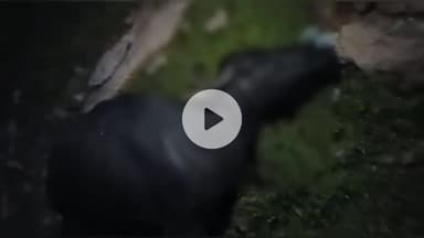 कनवास: दरा के मोरुकला में आकाशीय बिजली गिरने से भैंस की हुई मौत, अन्य जानवर बाल-बाल बचे