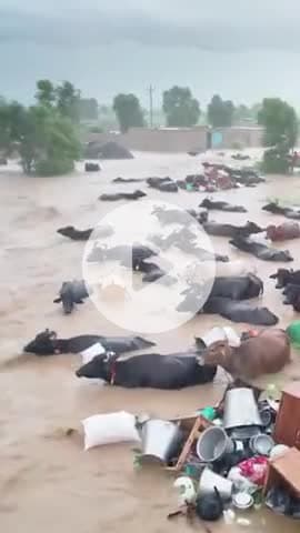 Punjab se News #vral@abpem2016 @abpathan9926