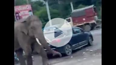 हरिद्वार: बहादराबाद की आबादी में जंगली हाथी के आने से मची अफरा-तफरी, सोशल मीडिया पर हुआ वीडियो वायरल