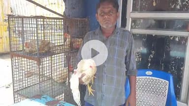 रामपुर: रविवार को रामपुर में अंडा मुर्गी से प्रतिबंध हटने के बाद व्यापारियों ने दुकाने खोली, डीएम का किया धन्यवाद