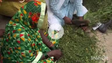 गरखा: गरखा में पूर्व मंत्री सह विधायक सुरेन्द्र राम का किसानों संग चारा काटते वीडियो वायरल #virlvideo