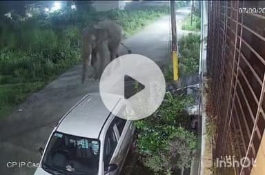 हरिद्वार: ज्वालापुर स्थित राजलोक कॉलोनी में आधी रात पहुंचे जंगली हाथी ने कार को किया क्षतिग्रस्त, वीडियो हुआ वायरल
