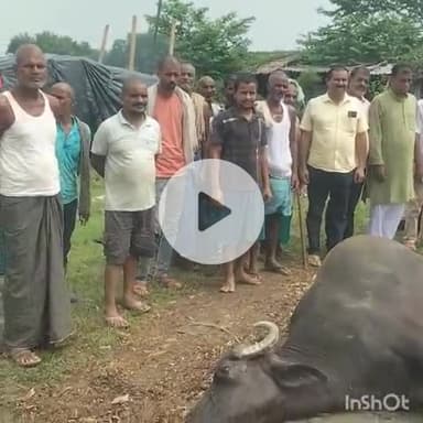 नरपतगंज: देवीगंज में विद्युत करंट से तीन दुधारू मवेशियों की हुई मौत, पशुपालक ने विद्युत विभाग पर लापरवाही का लगाया आरोप