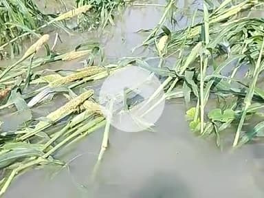 #बाह आगरा गांव विक्रमपुर में सभी की फसल नष्ट हो चुकी है आज जमुना का जलस्तर बहुत ही बढ़ गया है