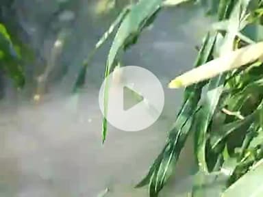 #बाह आगरा विक्रमपुर गांव में यमुना भर चुकी है किसानो की फसल नष्ट हो रही है