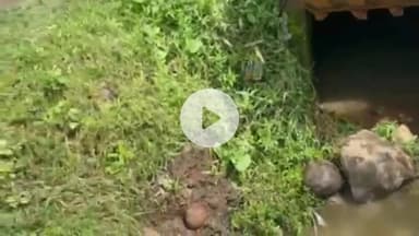 सागर नगर: कनेरा देव: नाली में फंसी भैंस, जेसीबी की मदद से निकाली गई