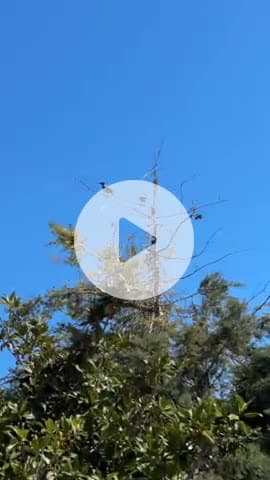 #crow 
काले पक्षियों की अद्भुत दुनिया 🐦 | Brewer’s Blackbird, Rook, Jackdaw, Starling | Black Birds"