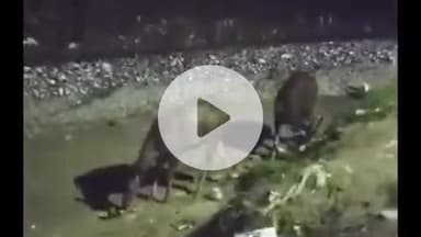 हरिद्वार: जंगल से निकलकर खाने की तलाश में उत्तरी हरिद्वार में आबादी में घुस आए दो बारासिंघा, वीडियो हुआ वायरल