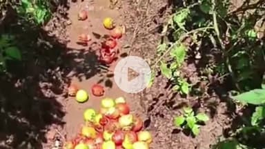 बद्दी: बीबीएन में बारिश से फसलें बर्बाद, सड़कें टूटीं, किसान मुआवजे की कर रहे हैं मांग