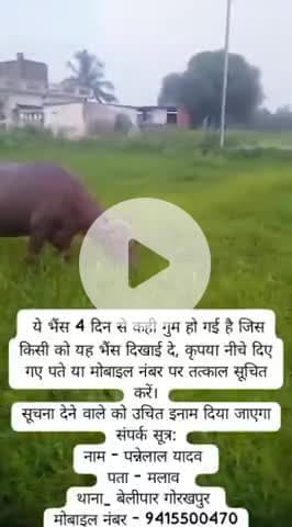 #malaon ki bhais gum ho gyi hai