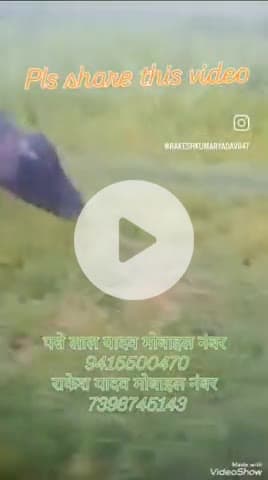 #Malaon ki kuchh bhais gum ho gyi hai