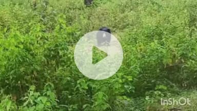 कोतमा: कोतमा के कदम टोला में दिखा भालू, स्थानीय लोगों में फैली दहशत
