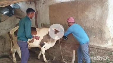 कुरवाई: कलेक्टर के निर्देश पर जिले की सभी गौशालाओं में लम्पी वायरस से बचाव के लिए टीकाकरण जारी