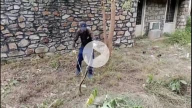 झालरापाटन: झालावाड़ सर्किट हाउस परिसर में घुसा कोबरा सांप, एक्सपर्ट ने रेस्क्यू कर वन कर्मियों को सुपुर्द किया