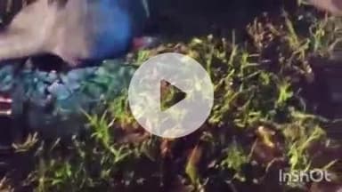 ब्यौहारी: ब्यौहारी थाना क्षेत्र के जोरा गांव में तेज रफ्तार बाइक ने मवेशी को मारी ठोकर, मवेशी की मौत