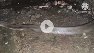 ডিমৌ: পালেঙ্গী কছাৰী পথাৰৰ এজন ব্যক্তিৰ হাঁ‌হৰ গৰালৰ পৰা এটা বিষাক্ত চকৰিফেঁটী উদ্ধাৰ কৰে  সৰ্পবন্ধু ৰমিজ আলীয়ে