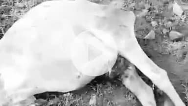 बाड़मेर: बाड़मेर के लंगेरा गांव में जंगली सुअरों का आतंक, गाय के थन खाकर किया घायल