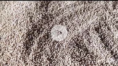 धार: धार कृषि उपज मंडी में गेहूं और सोयाबीन की अच्छी आवक