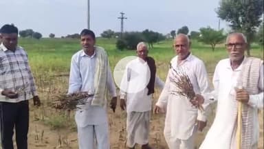 सरदारशहर: नैणासर गांव सहित क्षेत्र में ग्वार की फसल में झुलसा रोग का प्रकोप, नष्ट हो रही फसल से किसान चिंतित